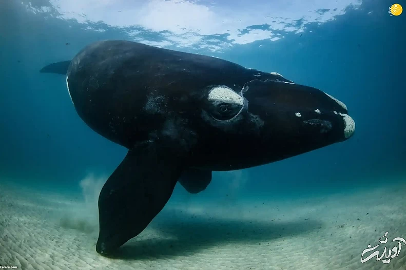 تصاویر تحسین شده مسابقه عکاسی حیات وحش ۲۰۲۲